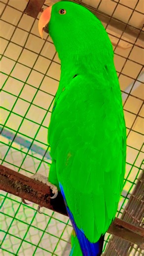 Eclectus Parrot