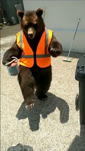 “Moonwalking Bear! The Funniest Dance Move Ever”