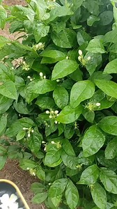 98K views · 995 reactions | Results of PSO6 Organic plant food To order our farm fresh products kindly click our website www.organicfarmer.store | OrganicFarmer | Facebook