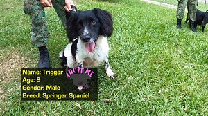 These pawsome🐾 SAF veteran dogs from the Military Working Dog Unit (MWDU) have just “ORD”-ed and are looking for a loving new home to spend their fur-ever in. This year’s adoption drive runs from 28 Jul to 14 Aug 2020. So if playing fetch or giving belly rubs to one of our furry friends is what you enjoy doing, visit go.gov.sg/mindef-dogadoption20 to find out more. All dogs have completed their basic obedience training. Note: The MWDU will continue to take full care of our furry retired warrior