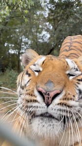 1.2M views · 75K reactions | Naveen is a social tiger, and he often greets visitors with a chuffle. We will never tell you he’s friendly though. He’s only excited to see us because we stay on our side of the fence and don’t enter his territory. #tiger #sanctuary #predatorsnotpets #pittsboronc #chathamcountync | Carolina Tiger Rescue | Facebook