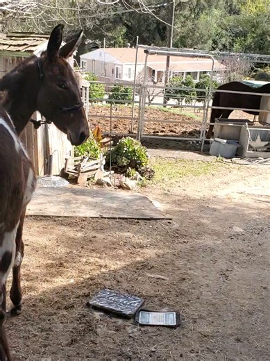 The Hilarious Stetson Scream: Mule Shenanigans