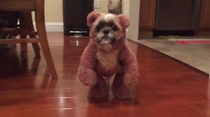 Shih Tzu moonlights as Ewok