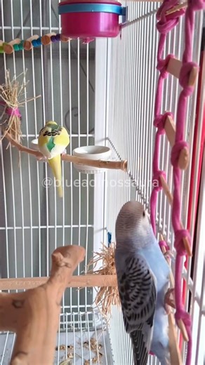 DIY Popsicle Stick Ladder for Pets and Birds | Calopsita Care Tips