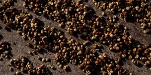 Coffee prices surge as freezing temperatures destroy Brazil’s crops