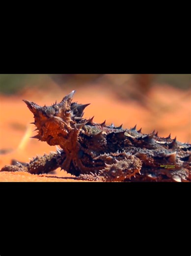 Ящерица Молох стреляющий кровью #animal_house_v #мирживотных #животные #animal #wildlife @Animal House