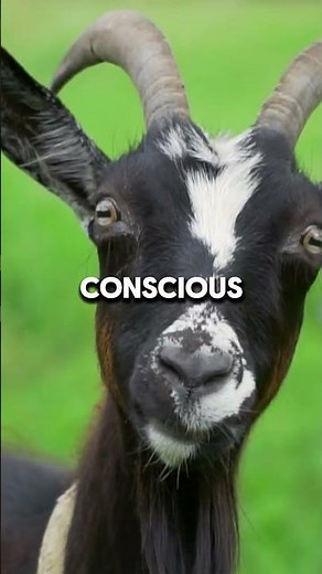Fainting Goats Fall Over When Scared 😳 #animalfacts #shorts