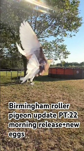 Birmingham roller pigeon update PT:22 morning release+new eggs #birmingham_rolling_pigeons