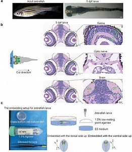 Zebrafish Study Highlights Contralateral Eye’s Key Role in Visual Function Recovery | Newswise