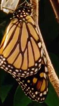 Butterfly Life Secret 🦋😱🚀 #butterfly #nature #wildlife #animals #viralvideo