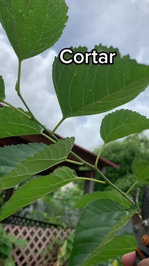 Cómo cultivar y reproducir árboles de moras en casa