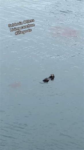Seldovia sea otters live carefree in the harbor #lifegoals