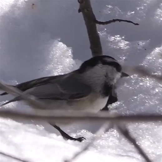 Join Tim Janis and Elizabeth at 9000 feet at our Rocky Mountain Home :) hope you can join us :) | Tim Janis