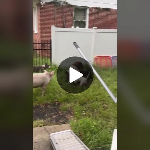 Pitbulls and Pigs: An Unusual Encounter