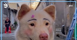 La moda de maquillar a los perros para que parezcan más divertidos