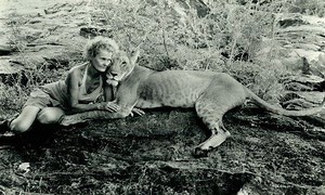 Elsa the lioness - Alchetron, The Free Social Encyclopedia