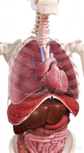lungs and heart working together #medicalanimation#foryou #fypシ #fypシ゚viral #fyp #health #ytshorts