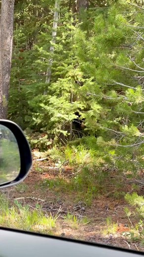 692K views · 4.5K reactions | #bears | ᴋɪᴍᴄʜʜᴇʀ ꜱᴛᴏʀᴇ | Facebook