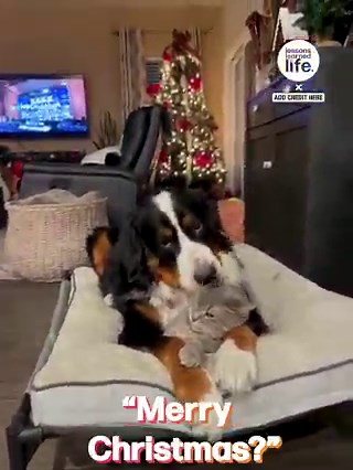 16M views · 113K reactions | This dog is definitely a cat person...  | Lessons Learned In Life | Facebook