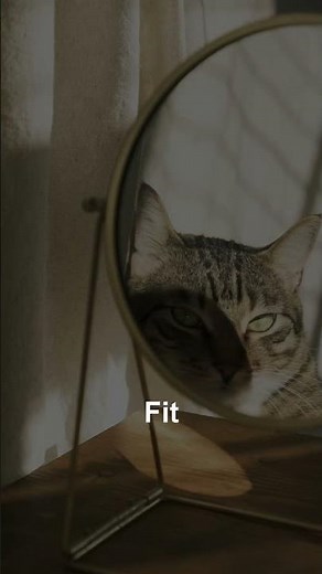 How to Stop Your Cat From Pulling Out Stitches After Surgery