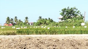 1.5K views · 28 reactions | WATCH || There is a high demand for Guyana’s rice by international markets | Department of Public Information | Facebook