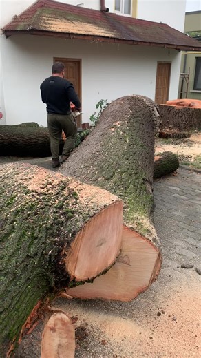 Tree Cutting Techniques Using a Chainsaw
