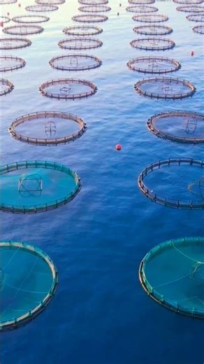 Discover Aquaculture 🏞️🕰️🎵 Fish Farms in the Atlantic Ocean