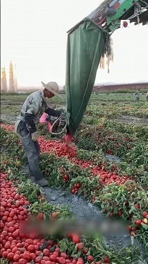 Why China Turns Extra Tomatoes into Crispy Chips 🍅😱