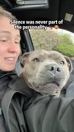 When Silence Is Not an Option for a Dog 🐾 #dog#dogs#funny#doglover#funnypets#fyp