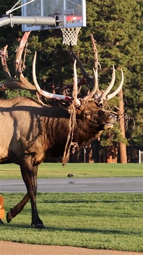 Good Bull Guided Tours on Instagram: "Split 5 in the middle of the velvet stripping process. #elk #bullelk #wildanimals #foryoupageシ #estespark"