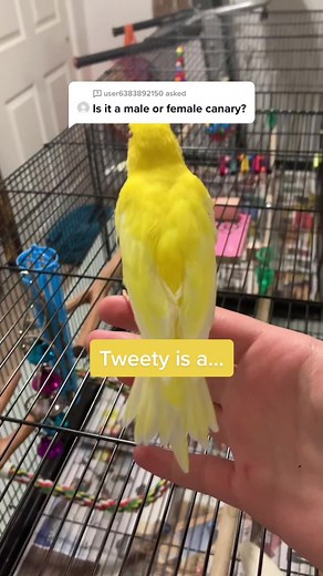 Tweety on TikTok