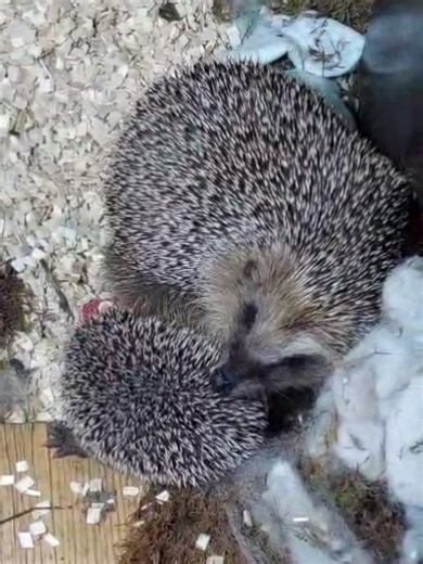 Double Cuteness: Adorable Hedgehogs in Scandinavia