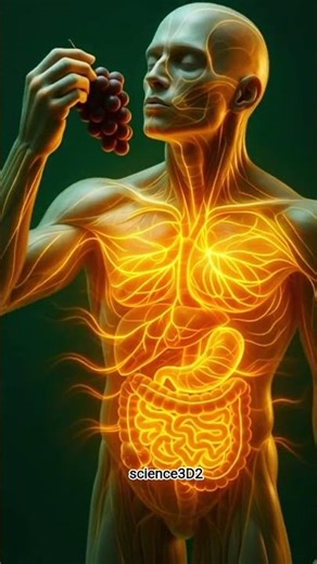 #anatomy #foodinsidebody #humanbody #3danimation #digestion #medicalanimation