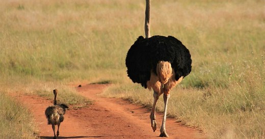 Découvrez comment s’appelle le bébé de l’autruche