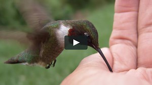Ruby-throated Hummingbird Eating From My Hand (Part One)