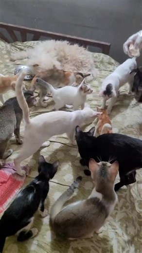 5.5K views · 487 reactions | চিমকেন খেকো Max আর বাকিরা  কমলা বিলাইডা পা"গলায় গেছে | Choko Poko & Family | Facebook