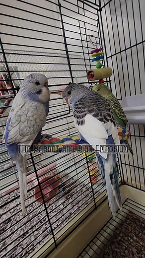 Our beautiful baby parakeets 😍 | The Parrot and Bird Emporium