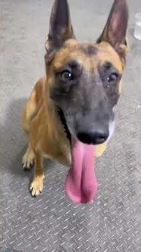 Is your Belgian Malinois actually happy? #dogtips #malinois #germanshepherd