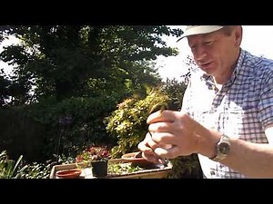 Propagate Clematis climbing plant