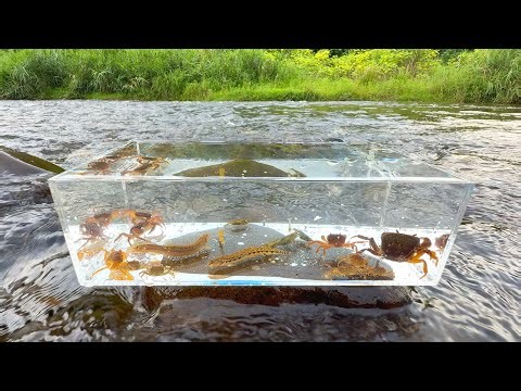 Beautiful fish and aquatic insects in Japanese rivers. Swamp crabs, loaches, freshwater shrimp.