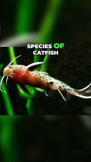 Weird Nano Catfish | Cuckoo Catfish
