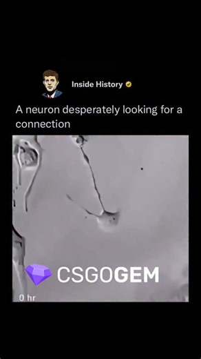 inside history | In the brain, a neuron searching for a connection is more than a metaphor-it's a reflection of how the brain grows, adapts, and survives!... | Instagram