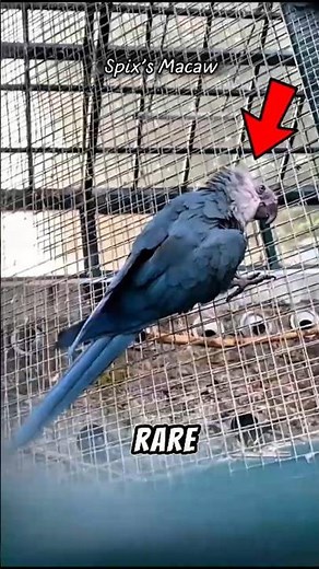 Top 3 Rarest Exotic Birds in the World 🌍🦜 | Unbelievable Nature Facts