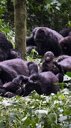 Wild Uganda 🇺🇬 on Instagram: "Gorilla trekking — a once-in-a-lifetime wildlife encounter. Walking through the ancient forest to meet giants of the wild. And Uganda is the best place for this, as it is home to over half of the world’s remaining mountain gorillas. Don’t forget to add this adventure to your 2026 travel bucket list 🦍😉 . . . . #gorillatrekking #gorillatrekkinguganda #mountaingorillas #mountaingorilla #ugandasafari"