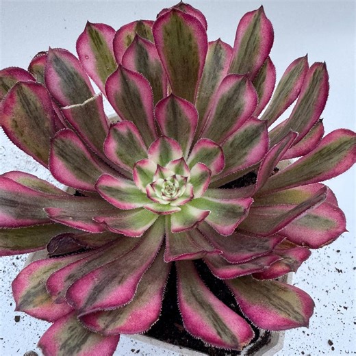 Aeonium Pure Moon Light Succulent: Rare Variegated Collector's Plant - Etsy