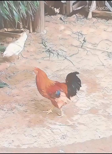 C4HIHIHiHIHI trên TikTok