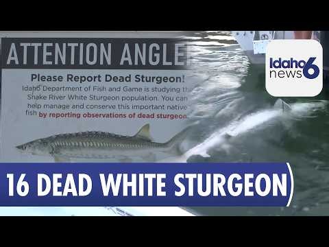 Dead White Sturgeon Found at CJ Strike Reservoir Amid Drought