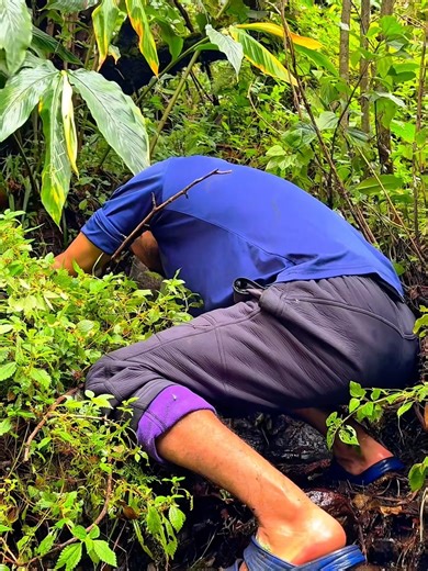 Traditional Hand Fishing in a Jungle Stream