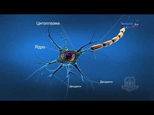 3D обучение по анатомия - нервна система