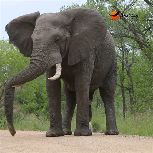 60K views · 603 reactions | Decades of taking guests on game drives have taught us to expect the unexpected. Sometimes, the unexpected doesn't come in the form of an elephant bull sighting like this one. Sometimes, it comes in the form of a hilarious question from a safari guest like: "Why do the elephants poop on the road?" How would you answer that question?!  Simon Vegter | Wild Wings Safaris | Facebook